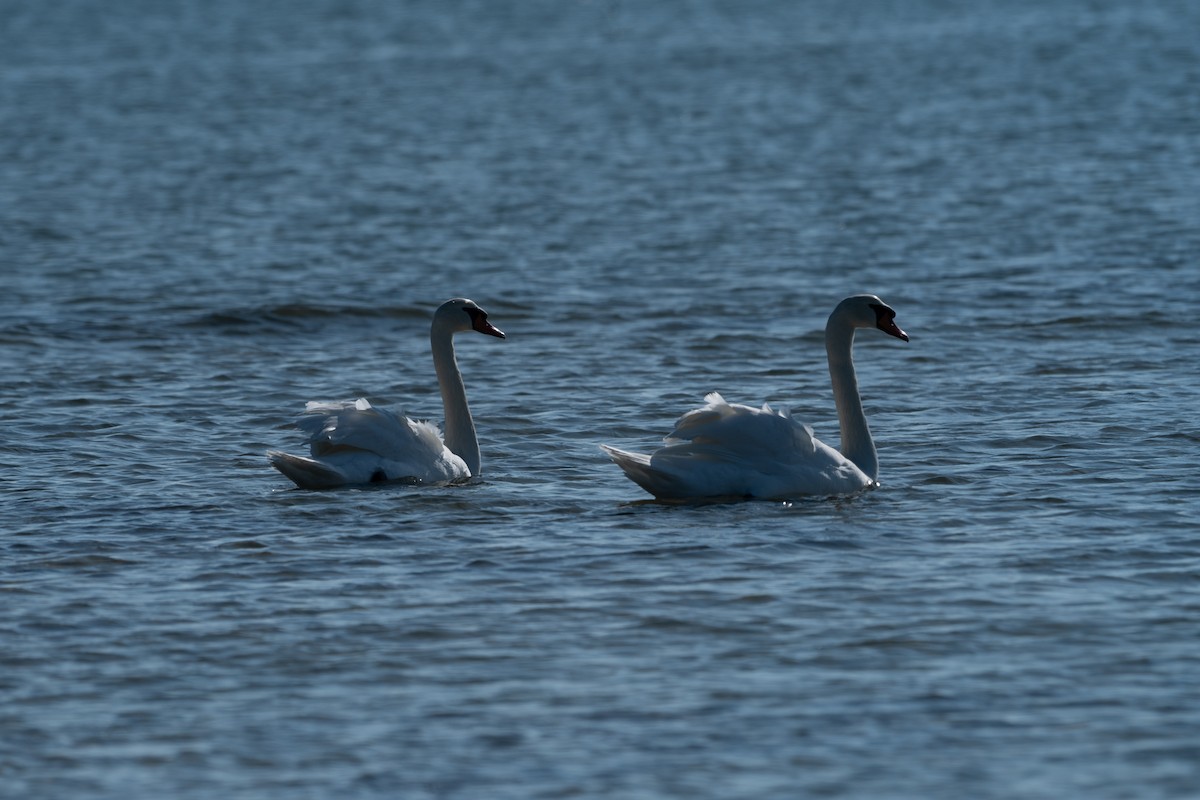 Mute Swan - ML629011767