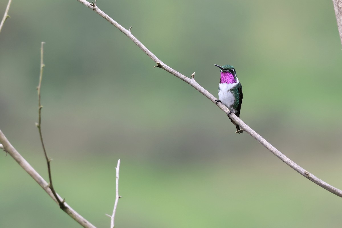 White-bellied Woodstar - ML629011908