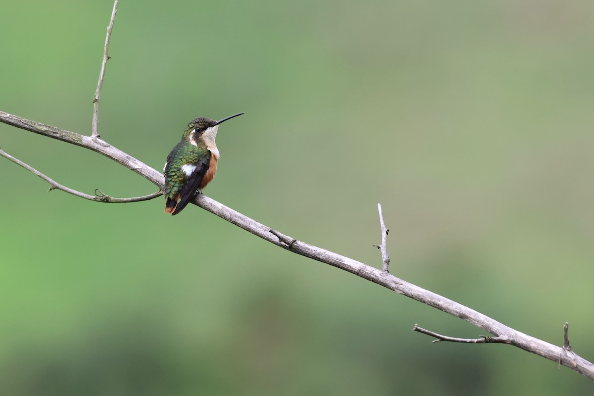 White-bellied Woodstar - ML629011909