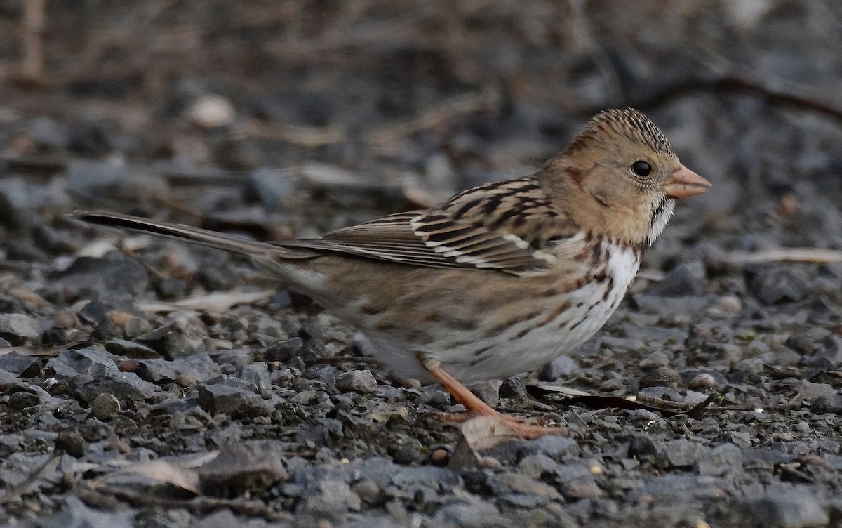 Harris's Sparrow - ML629011913