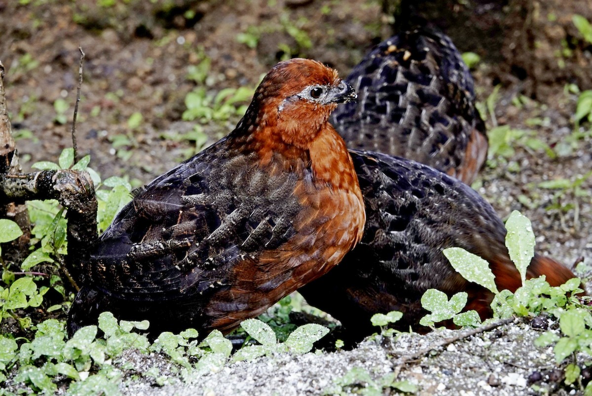 Chestnut Wood-Quail - ML629011916