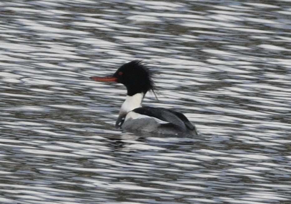 Сэвгэр бохио - ML629012128