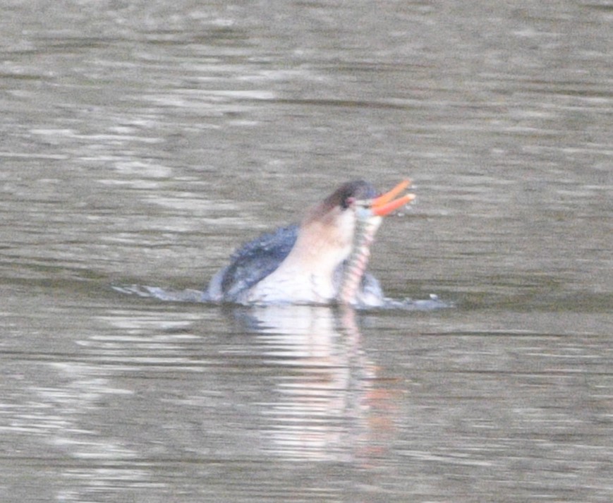 Сэвгэр бохио - ML629012167