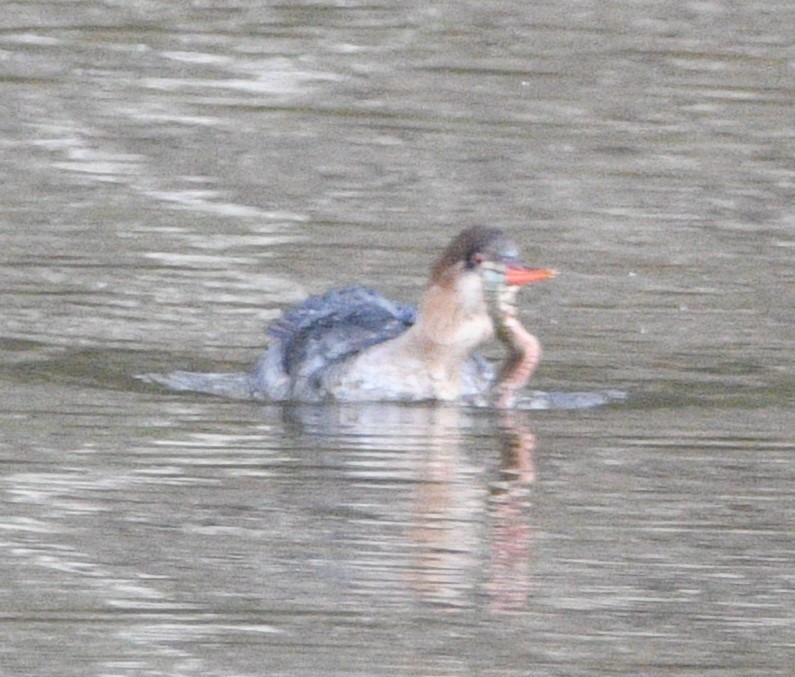 Сэвгэр бохио - ML629012168