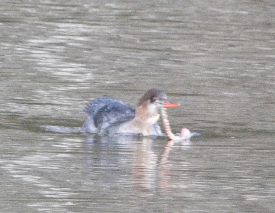 Сэвгэр бохио - ML629012169