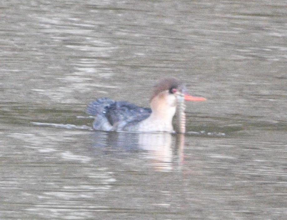 Сэвгэр бохио - ML629012176