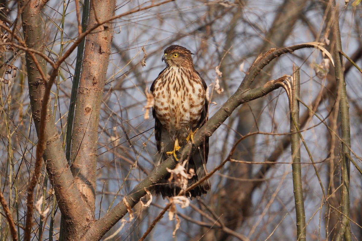 Crested Goshawk - ML629012263
