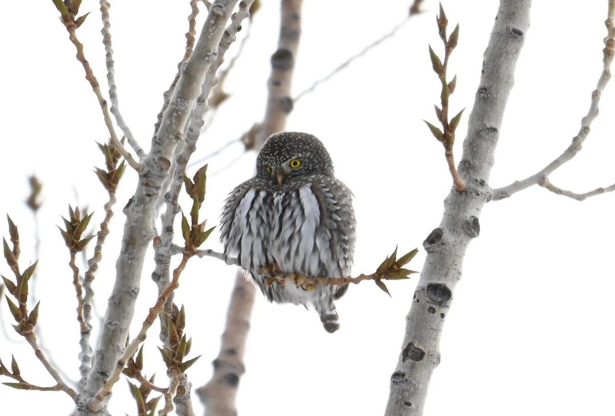 Northern Pygmy-Owl - ML629012422