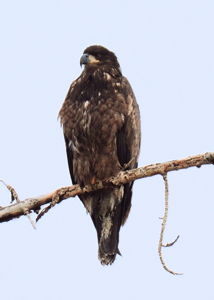 Bald Eagle - ML629012461