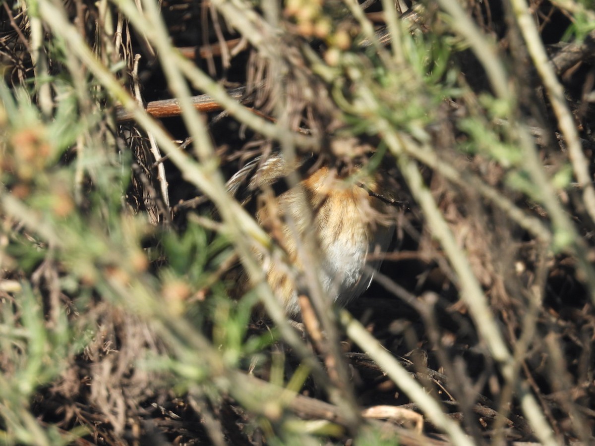 Nelson's Sparrow - ML629012625