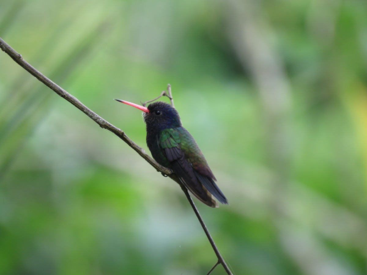 White-chinned Sapphire - ML629012670