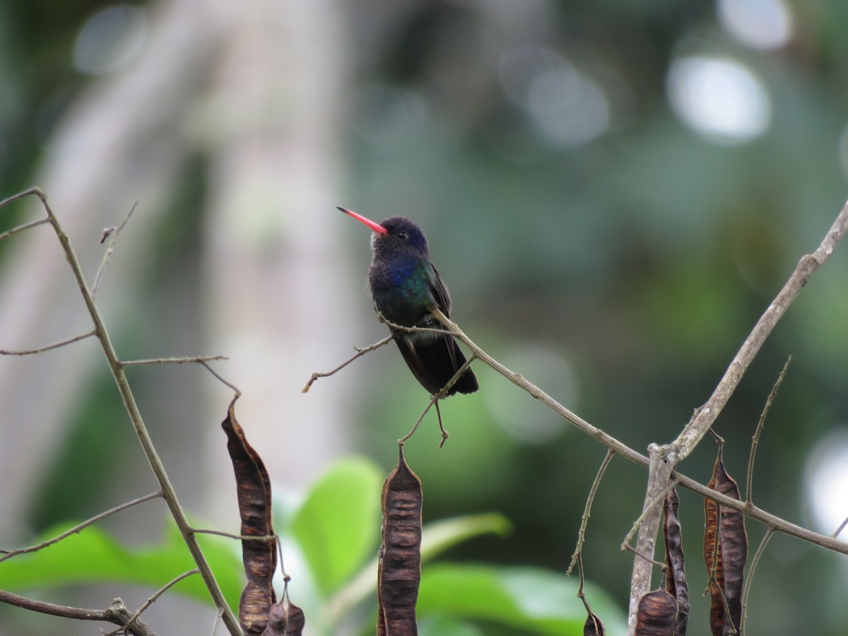 White-chinned Sapphire - ML629012671