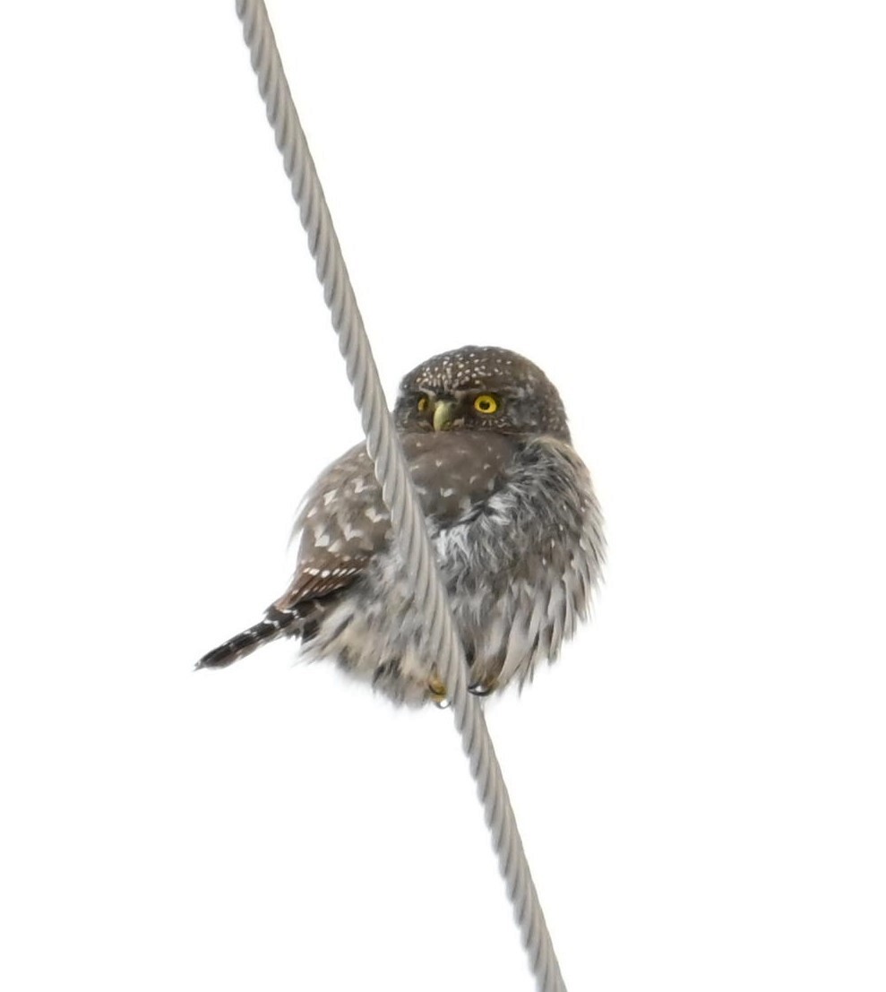 Northern Pygmy-Owl - ML629012734