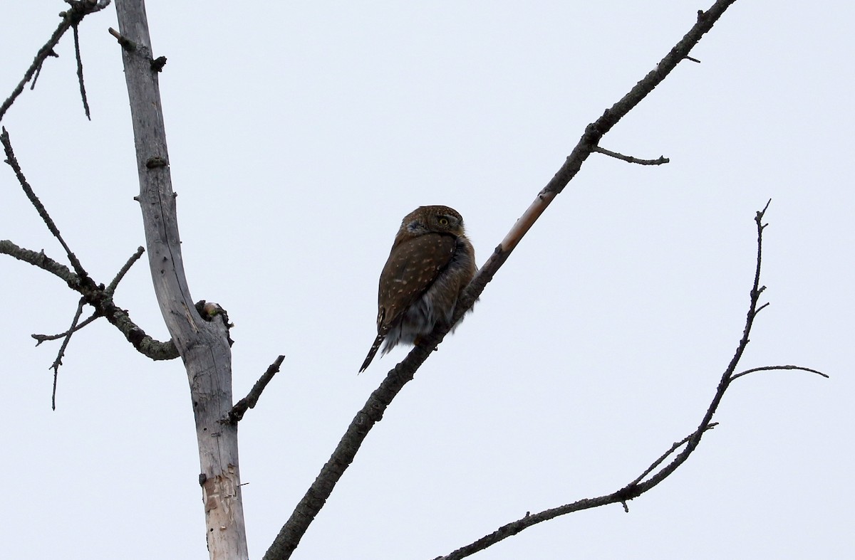 Northern Pygmy-Owl - ML629012788