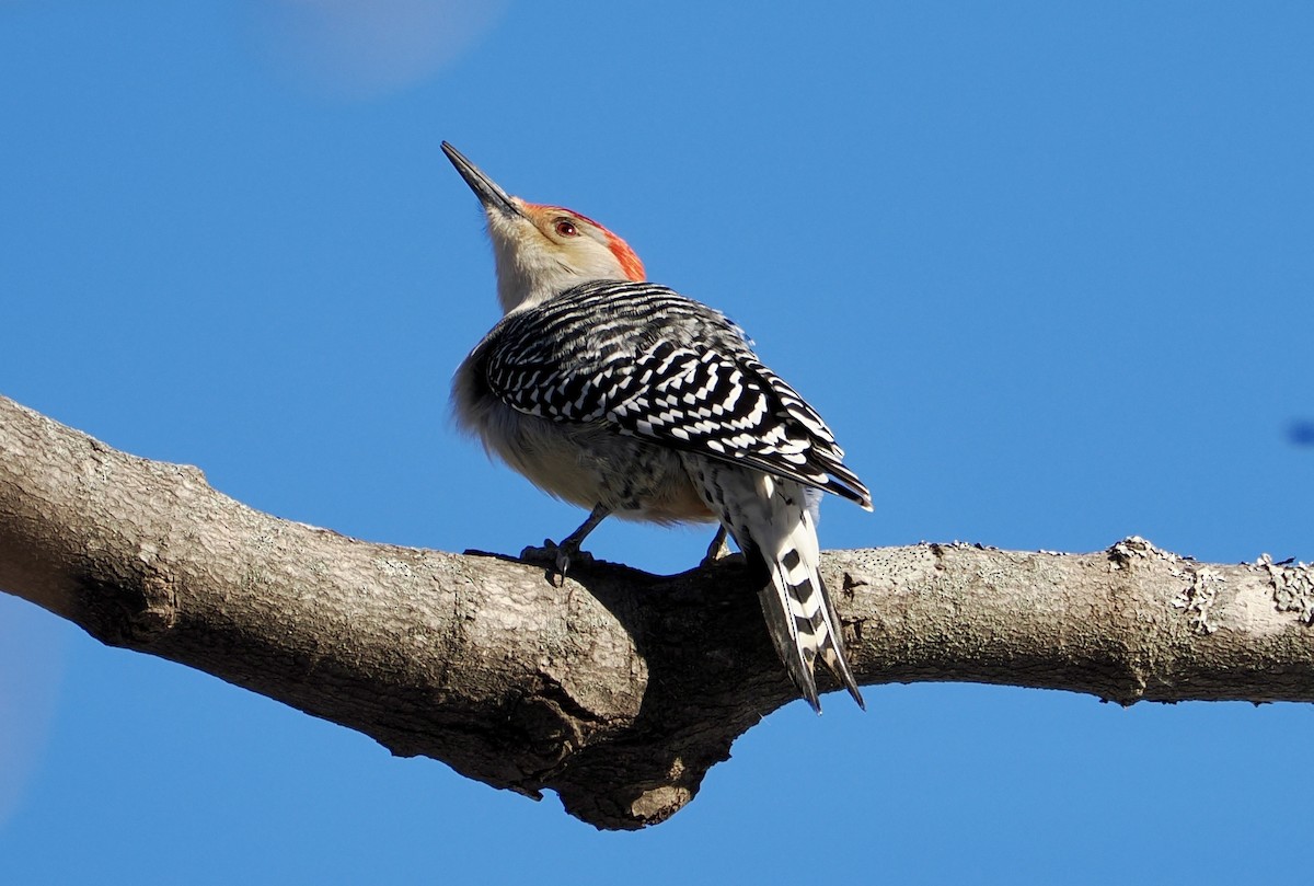 Red-bellied Woodpecker - ML629012842