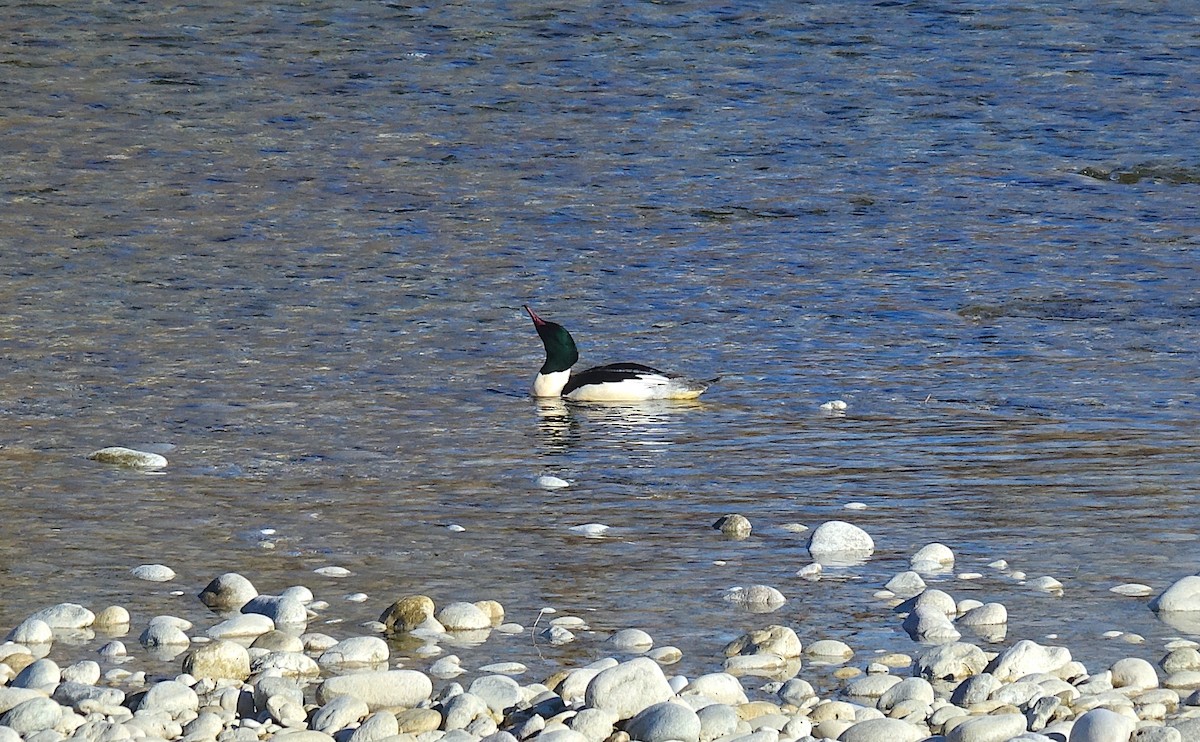 Smergo maggiore - ML629013055