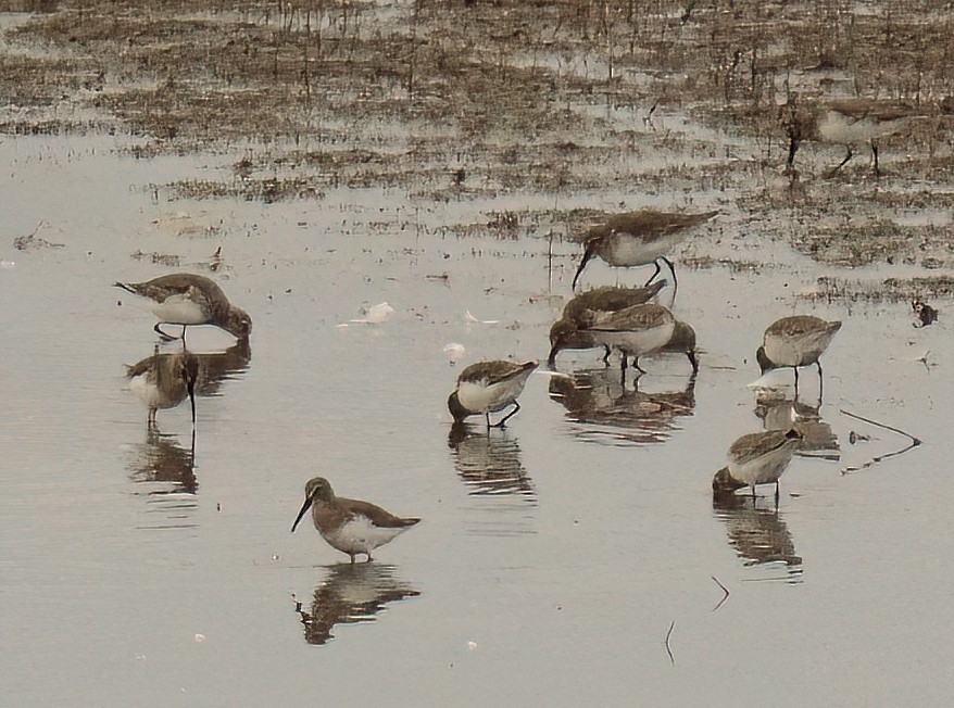 Dunlin - ML629013058