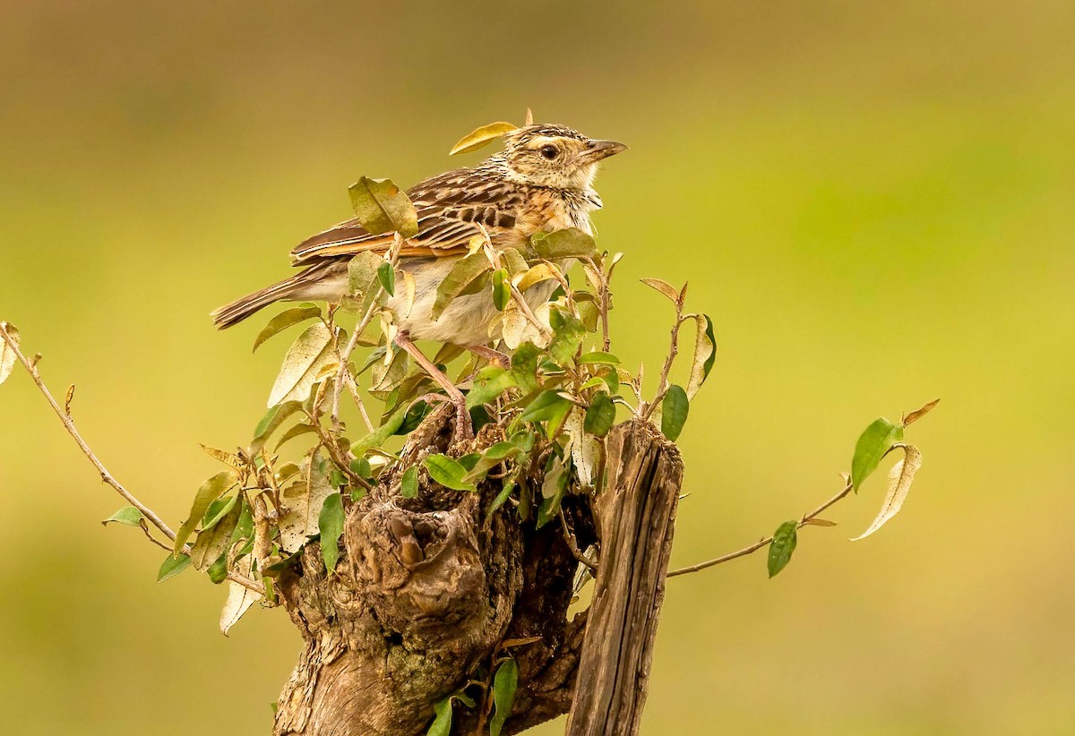 Rufous-naped Lark - ML629013077