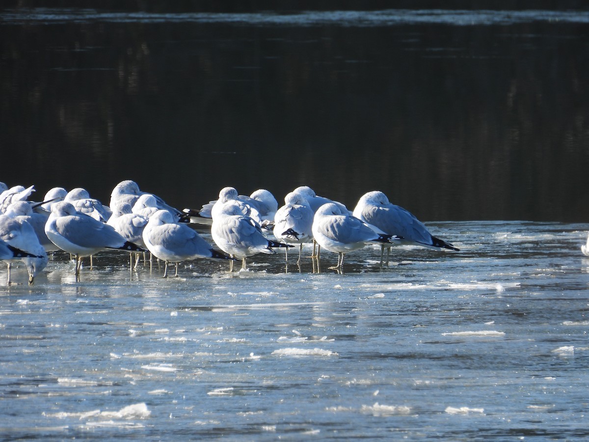 Ring-billed Gull - ML629013151