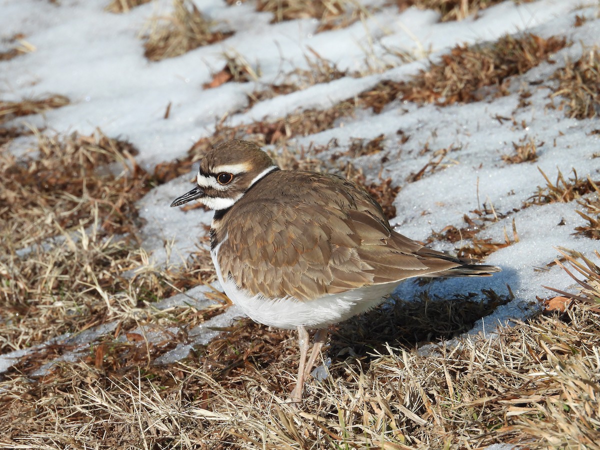 Killdeer - ML629013194