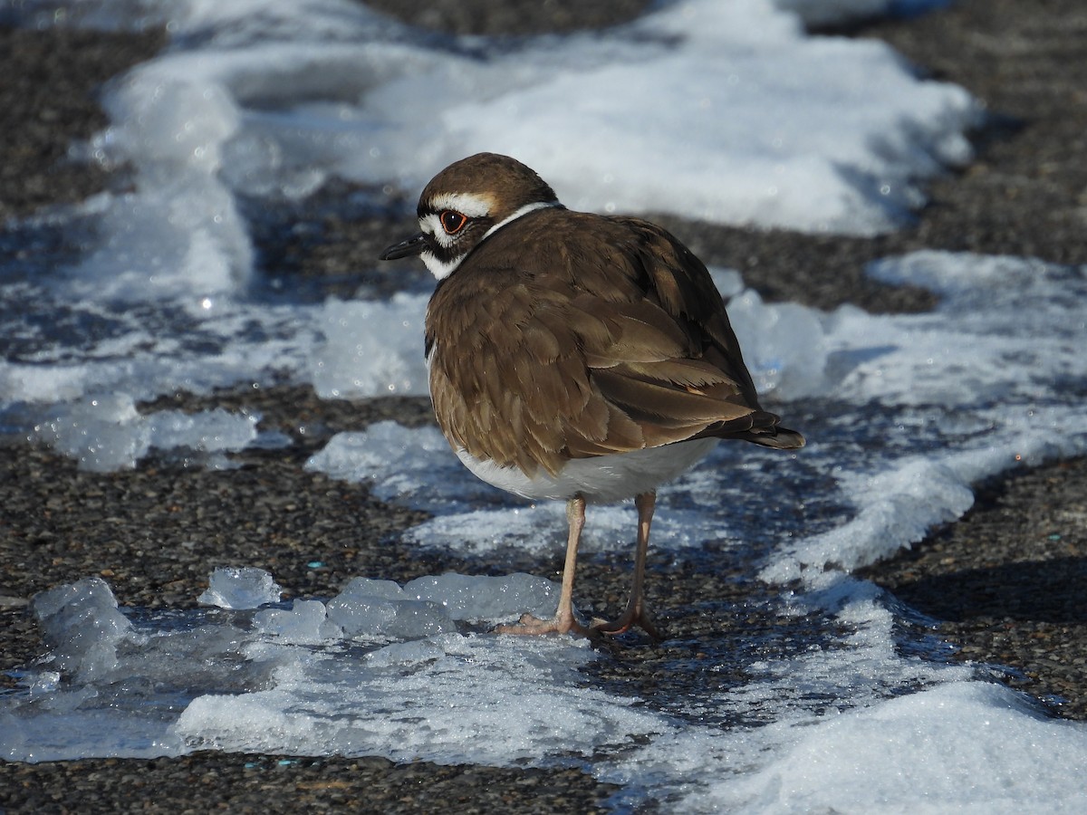 Killdeer - ML629013195