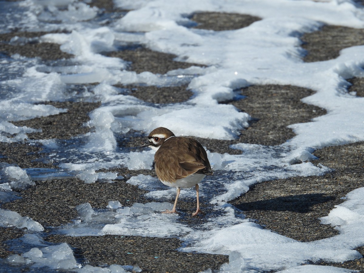 Killdeer - ML629013196