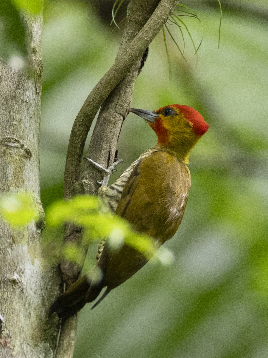 Yellow-throated Woodpecker - ML629013300