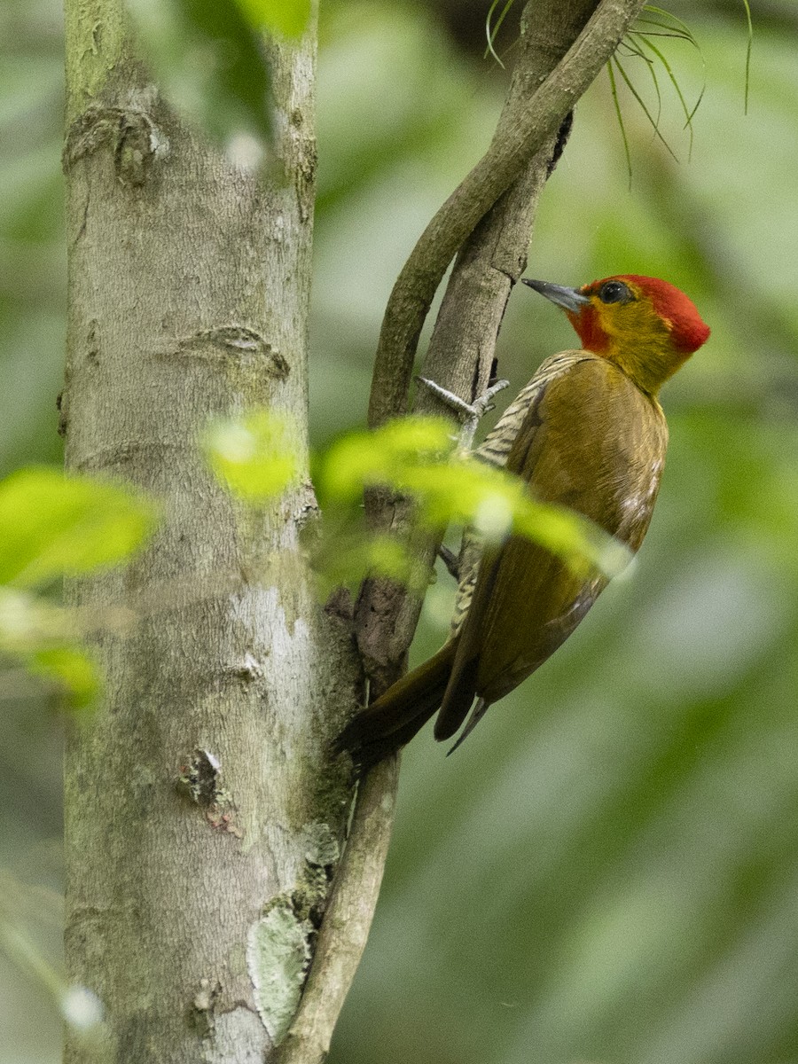 Yellow-throated Woodpecker - ML629013301