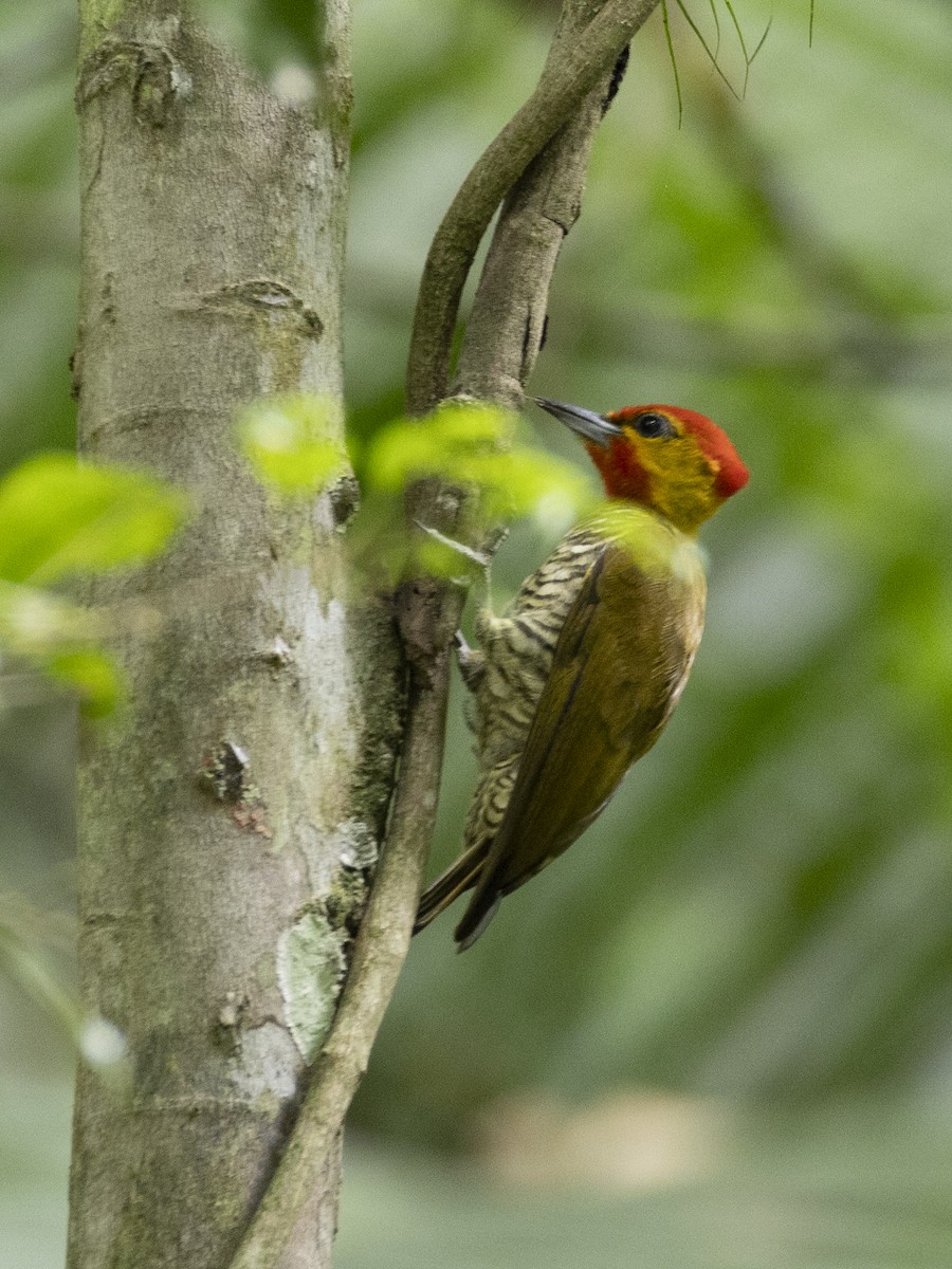 Yellow-throated Woodpecker - ML629013303