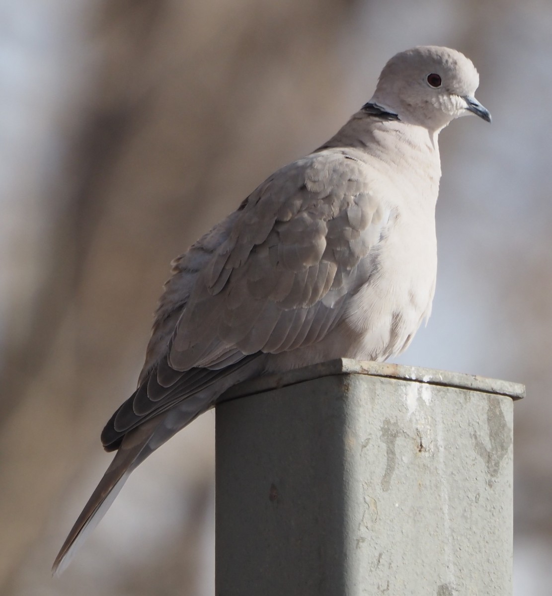 Буулгат хүүрзгэнэ - ML629013527