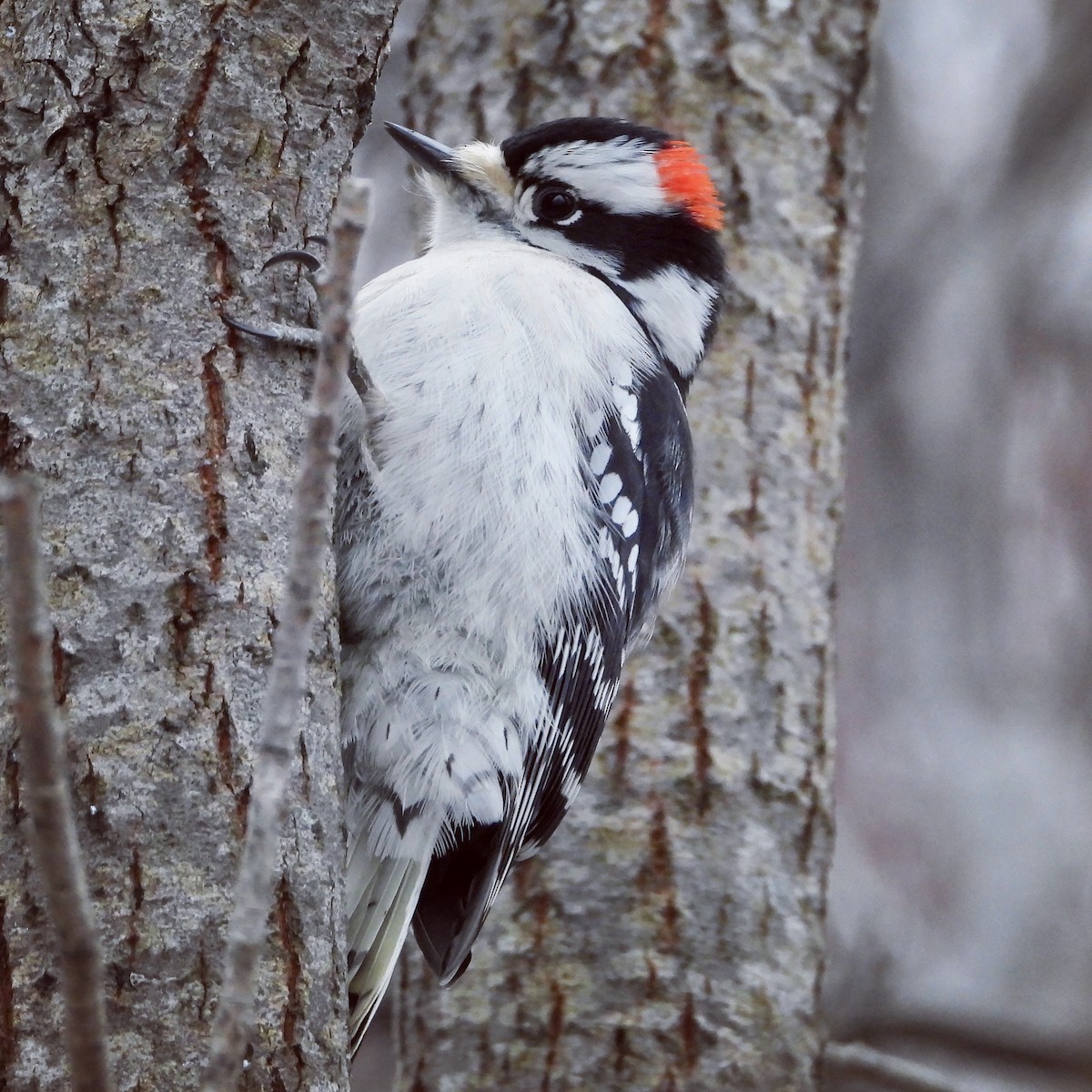 Downy Woodpecker - ML629013843