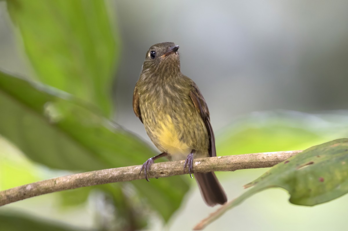 Olive-streaked Flycatcher - ML629013847