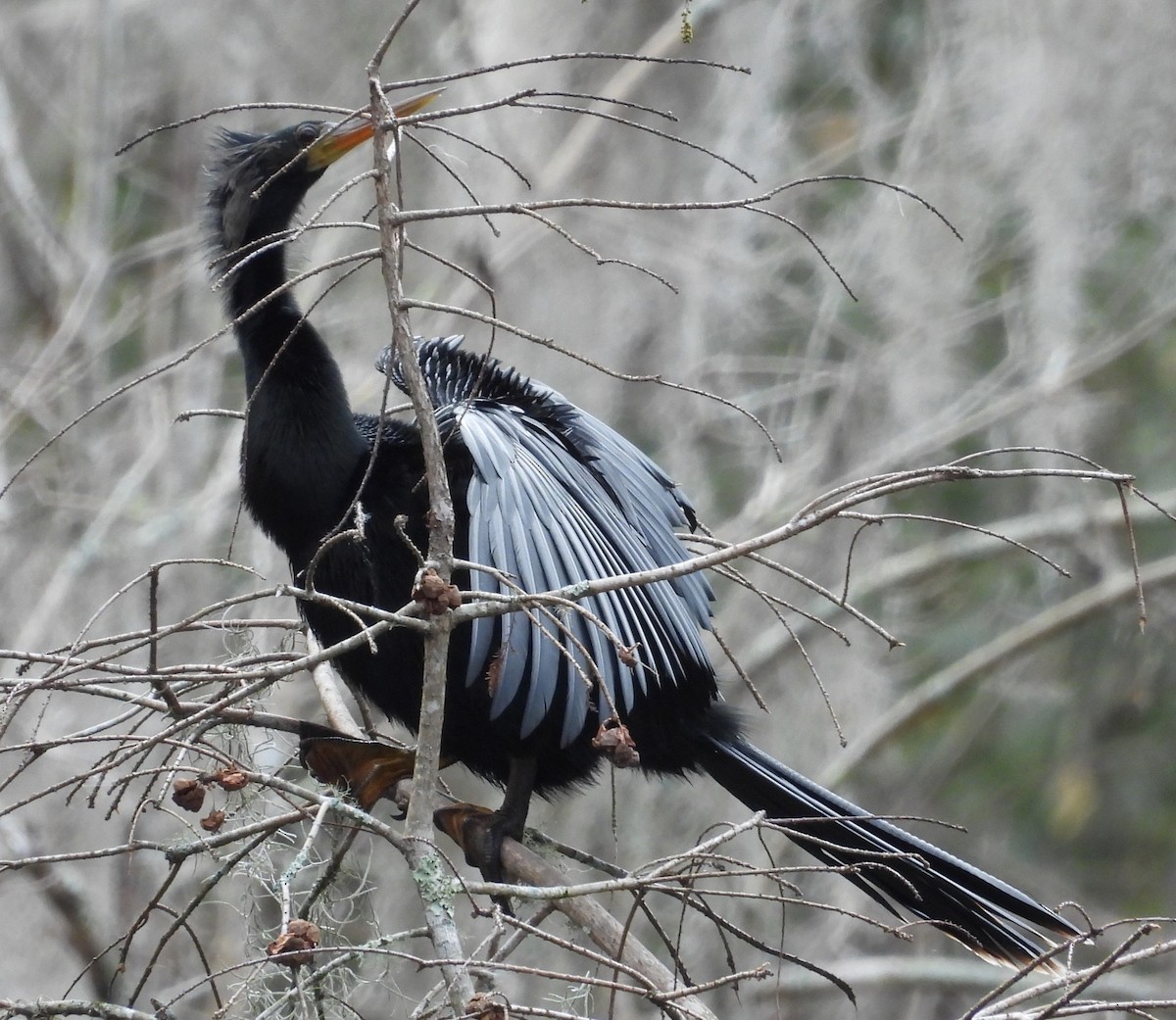 Amerika-Schlangenhalsvogel - ML629013896