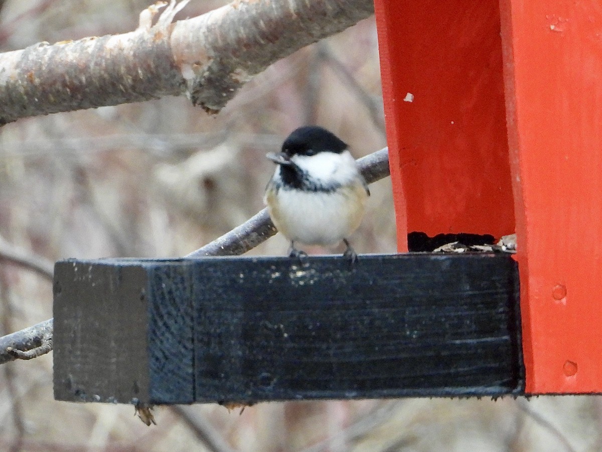 Black-capped Chickadee - ML629013956