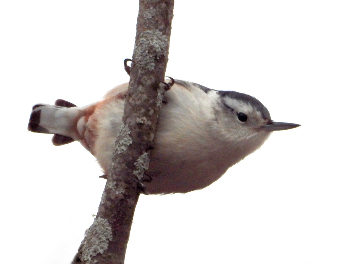 White-breasted Nuthatch - ML629013995