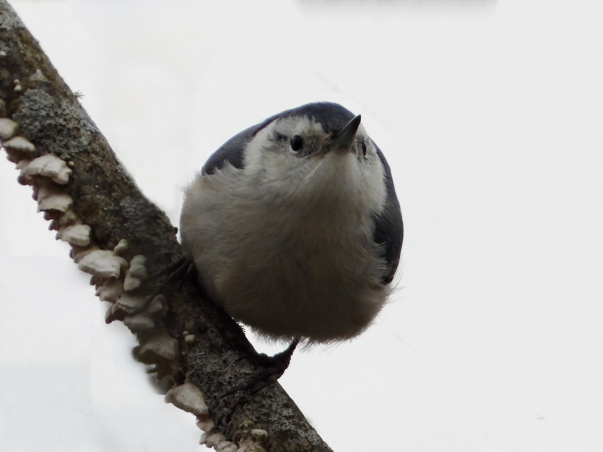 White-breasted Nuthatch - ML629013996