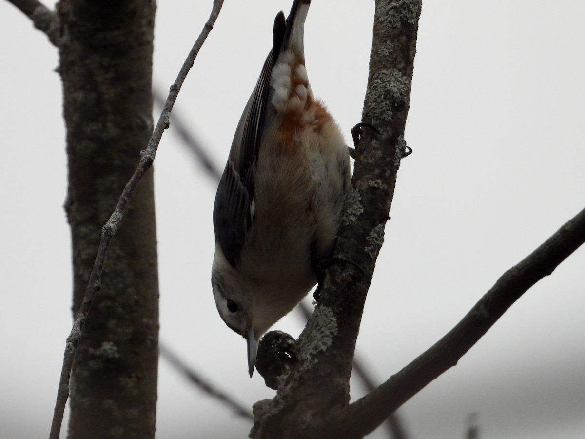 White-breasted Nuthatch - ML629013997