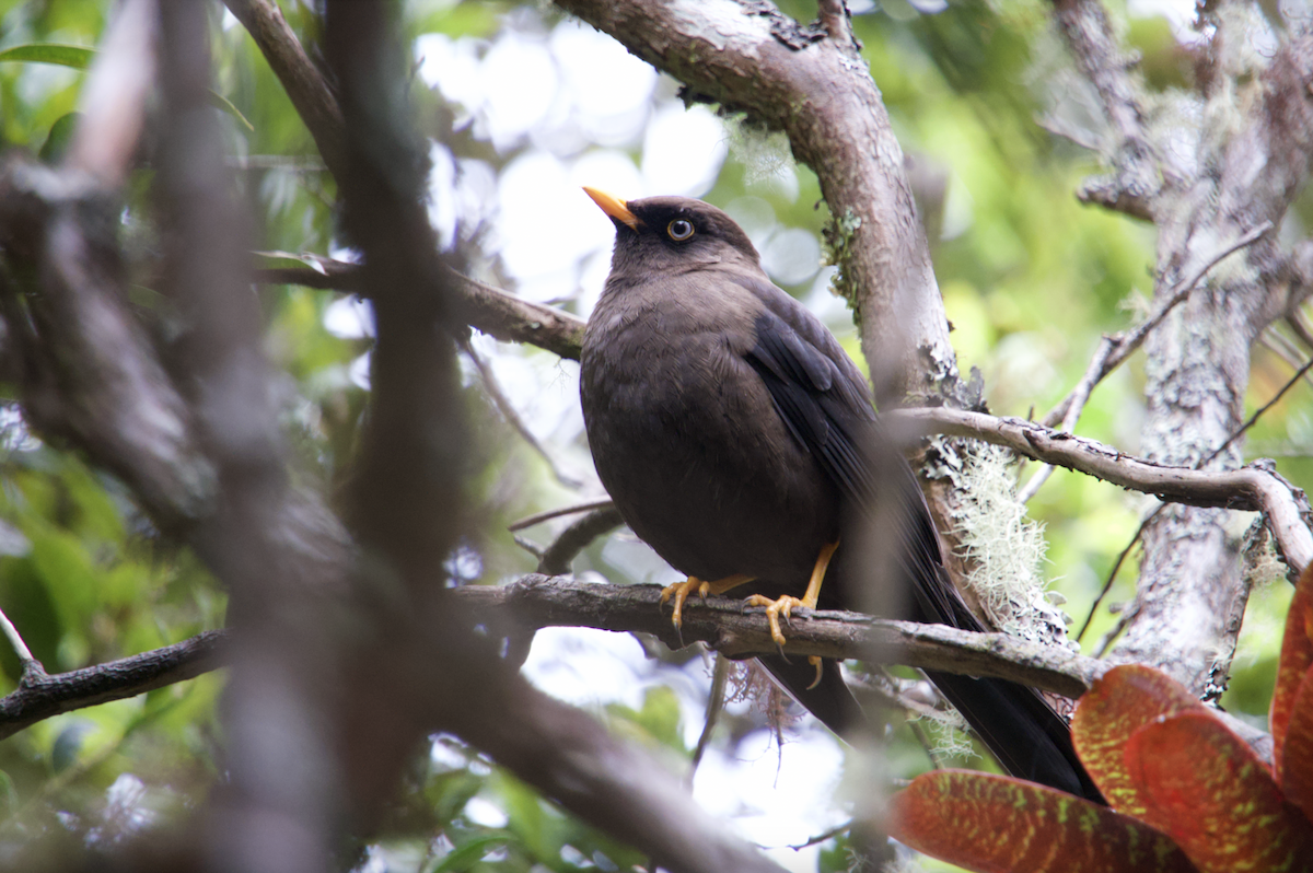 Sooty Thrush - ML629014088