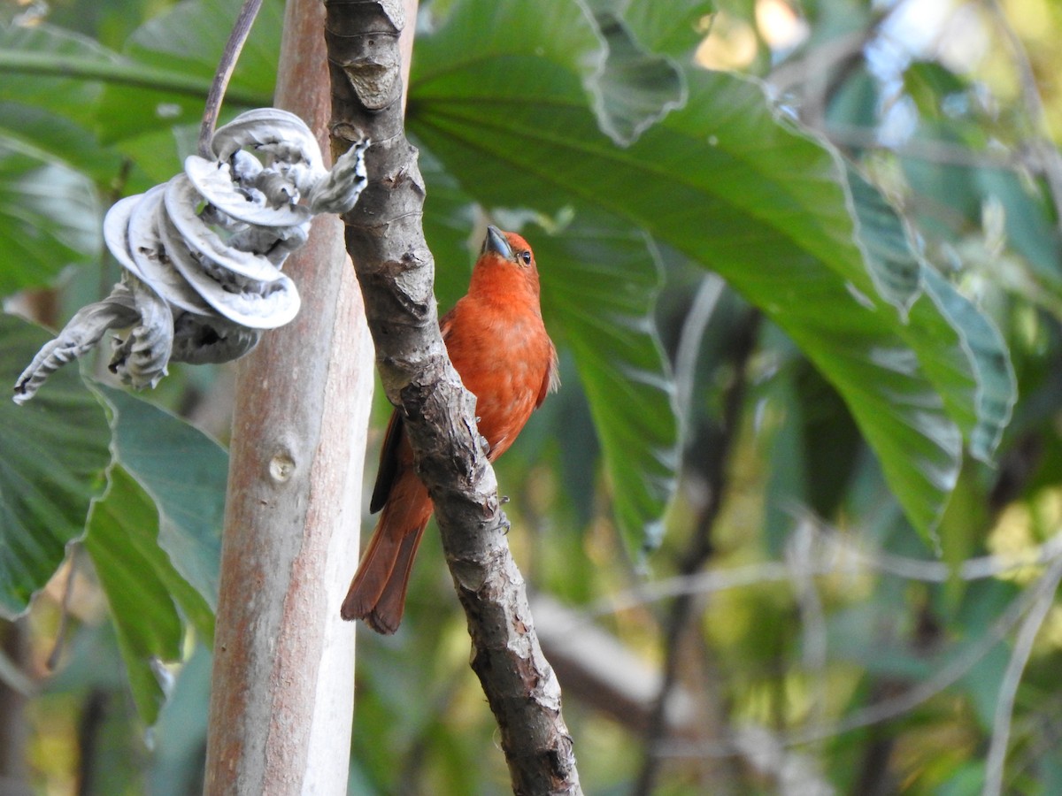 Hepatic Tanager - ML629014347