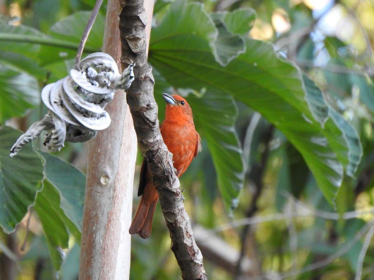 Hepatic Tanager - ML629014360