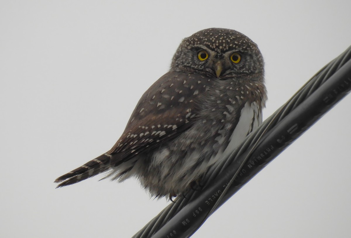 Northern Pygmy-Owl - ML629014853