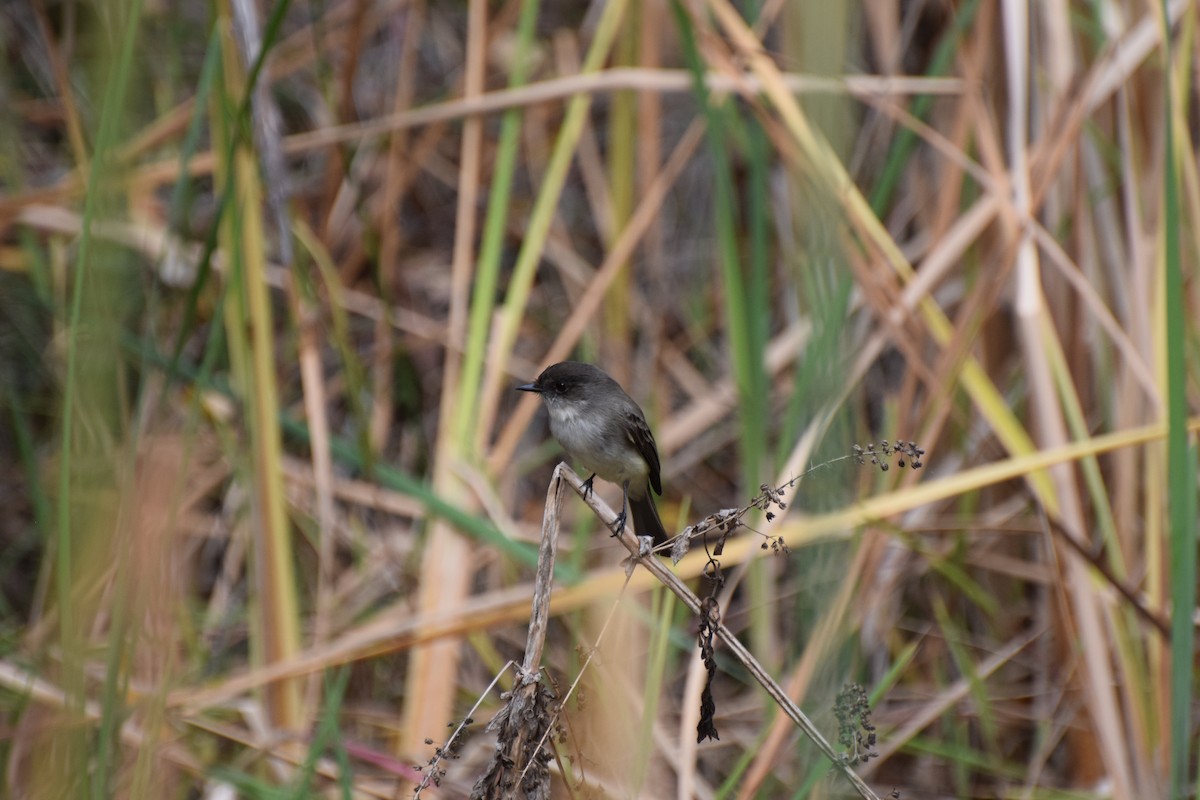 tyranovec domácí - ML629014860