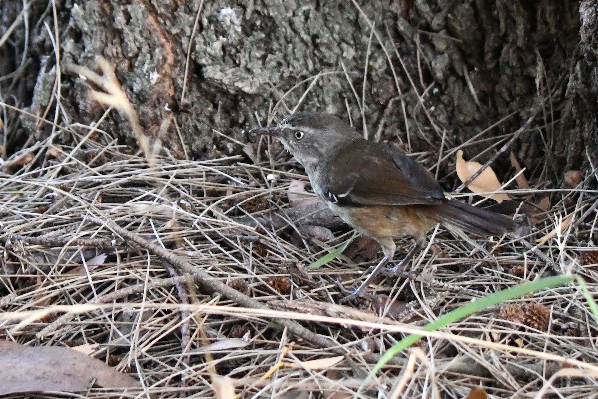 White-browed Scrubwren - ML629015014