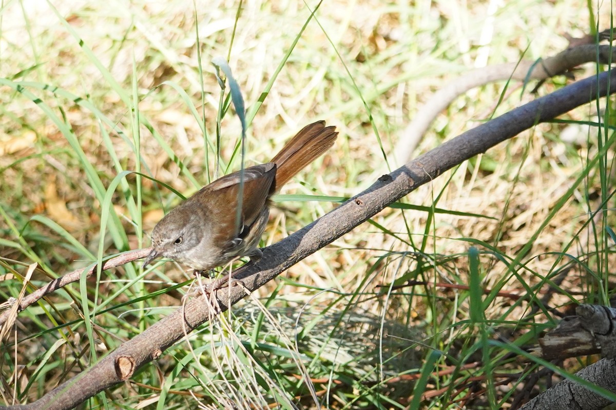 White-browed Scrubwren - ML629015015