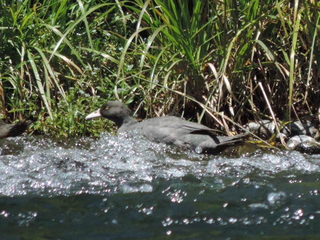 Pato Azul - ML629015116