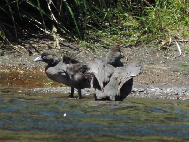 Pato Azul - ML629015117