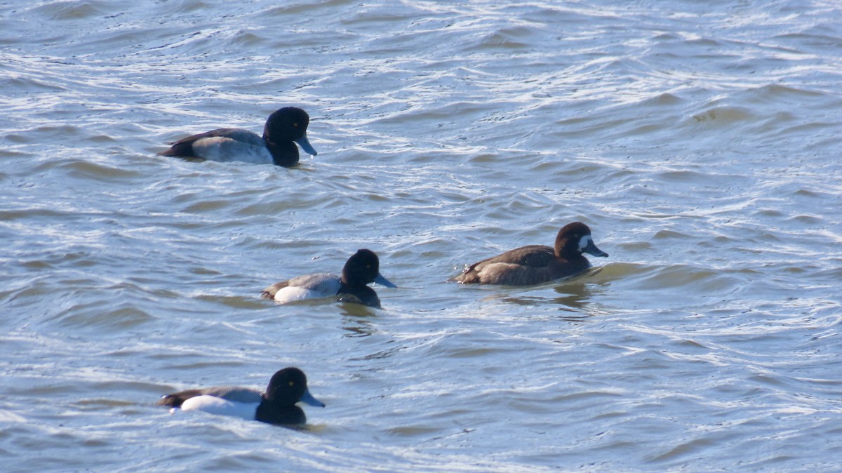 Lesser Scaup - ML629015129