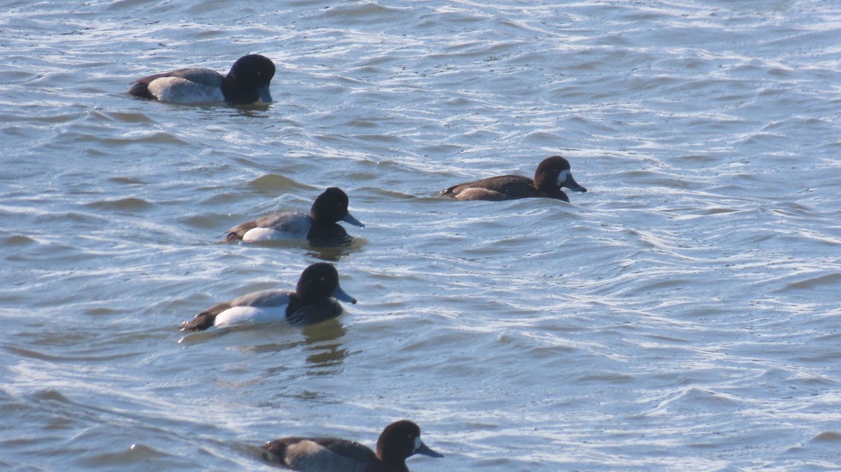 Lesser Scaup - ML629015135
