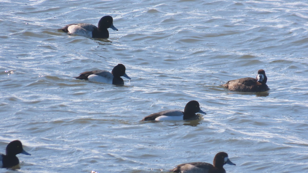 Lesser Scaup - ML629015141