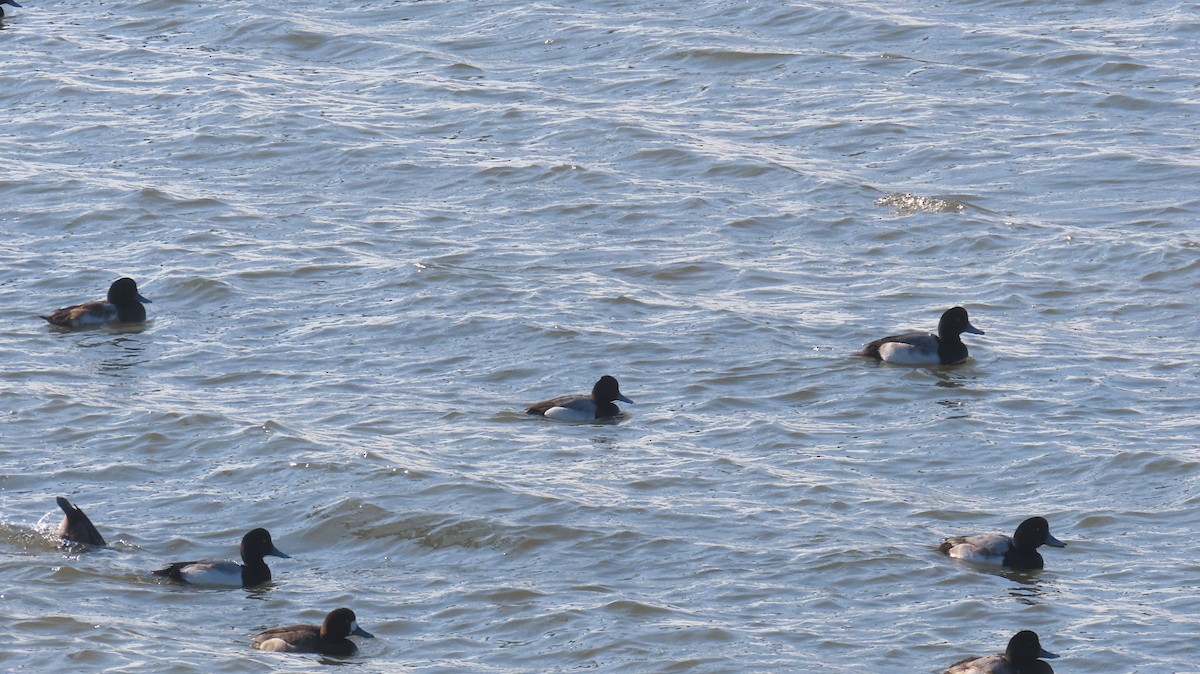 Lesser Scaup - ML629015200